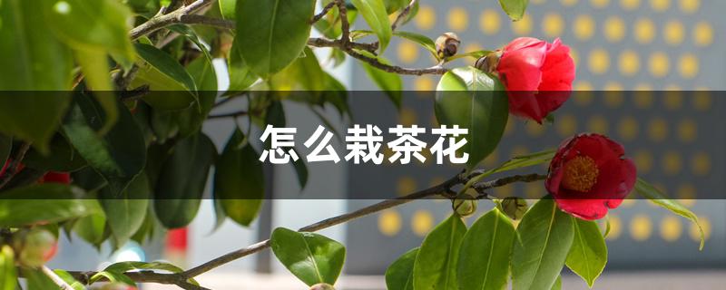 怎么栽茶花，用什么土最好