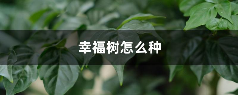 幸福树怎么种，怎么养长得好