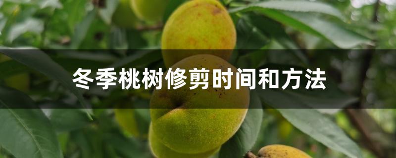 冬季桃树修剪时间和方法