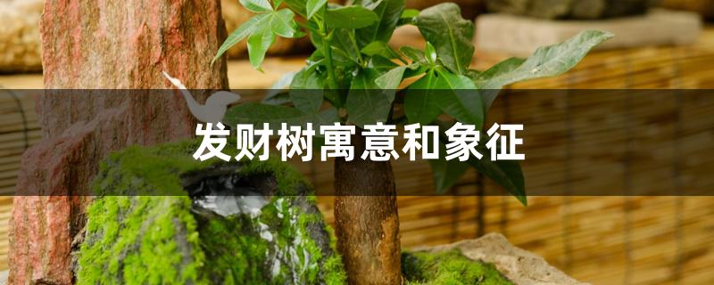 发财树寓意和象征，开花是什么预兆