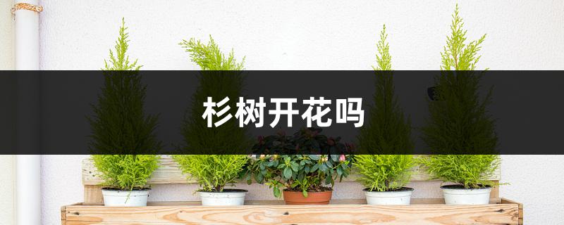 杉树开花吗，怎么养护