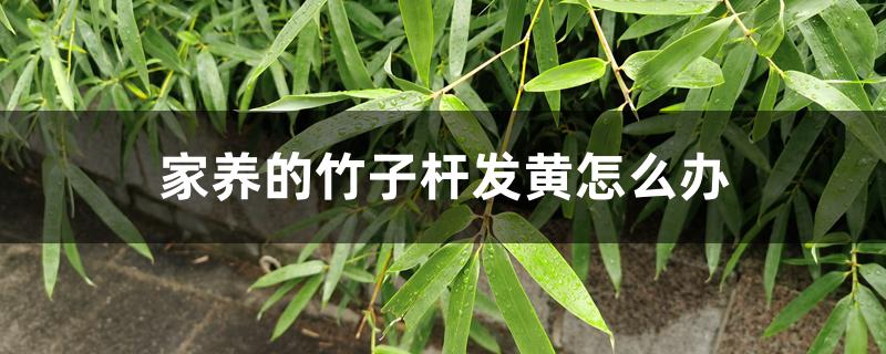 家养的竹子杆发黄怎么办,竹叶发黄怎样变绿 家养的竹子杆发黄怎么办,竹叶发黄怎样变绿