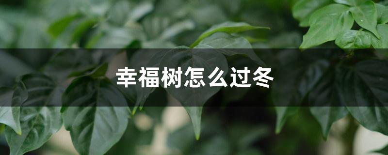 幸福树怎么过冬，在外面能过冬吗