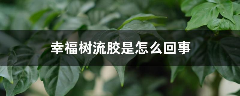 幸福树流胶是怎么回事，怎么预防