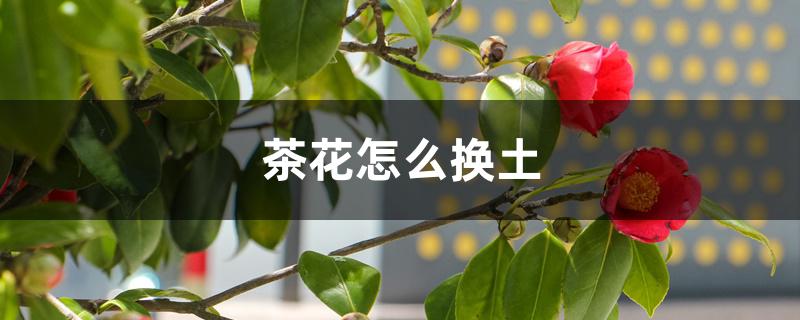 茶花怎么换土，上盆后多久可以恢复