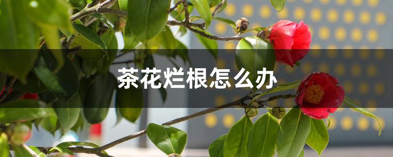 茶花烂根怎么办，为什么烂根