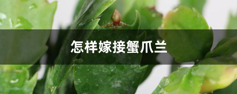 怎样嫁接蟹爪兰，可选的砧木有哪些