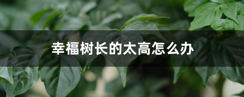 幸福树长的太高怎么办，怎么养幸福树的叶子又大又厚