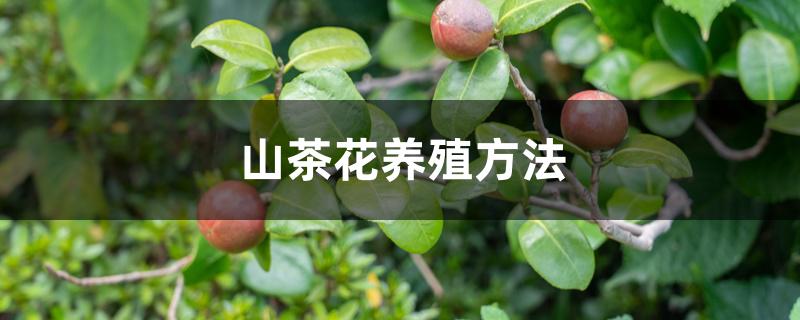 山茶花养殖方法，过冬的方法