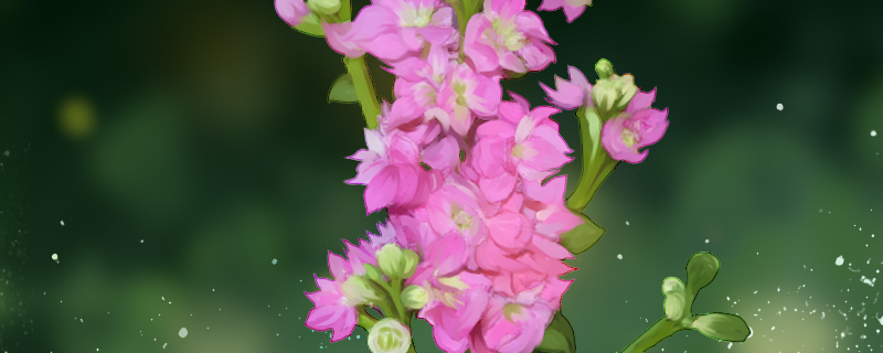 紫罗兰花的花语是什么