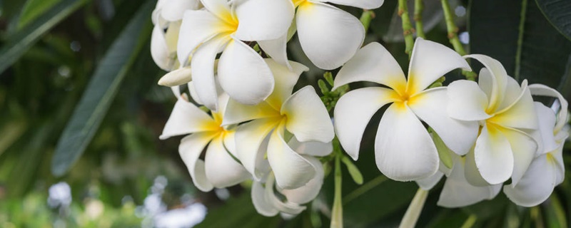 鸡蛋花花语代表什么