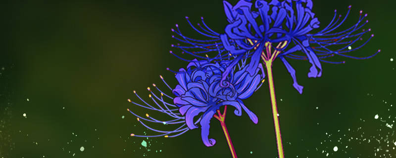 蓝色彼岸花花语是什么