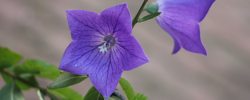 铃铛花花语