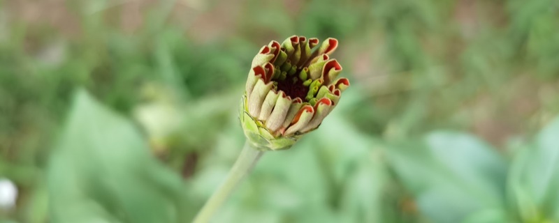 黑色百日菊的花语