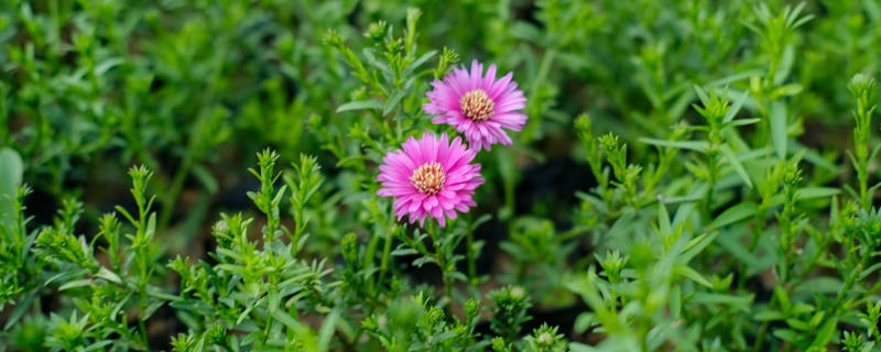 两朵菊花花语