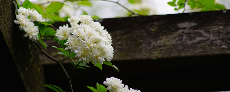 木香花花语