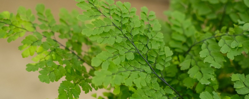 铁线蕨花语