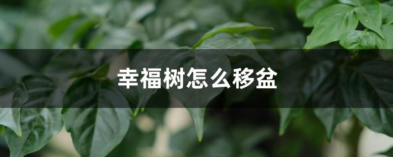 幸福树怎么移盆，换盆多久能服盆