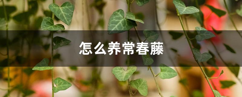 怎么养常春藤，适合养在室内吗