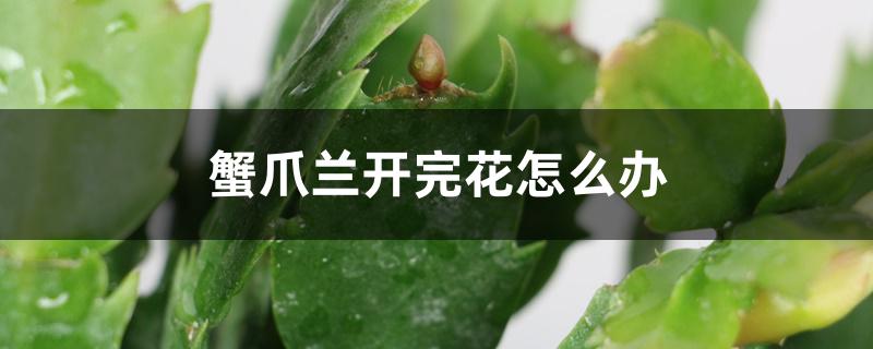 蟹爪兰开完花怎么办，怎么养护