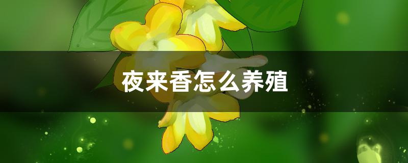 夜来香怎么养殖，怎么施肥
