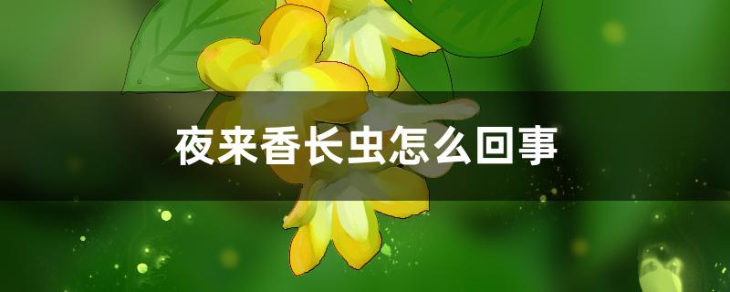 夜来香长虫怎么回事,怎么防治 夜来香长虫怎么回事,怎么防治