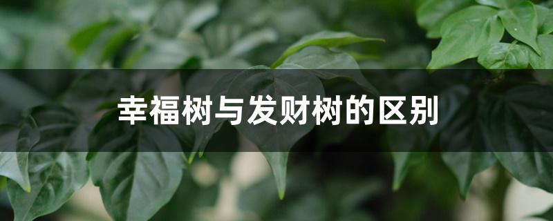 幸福树与发财树的区别，如何养好幸福树