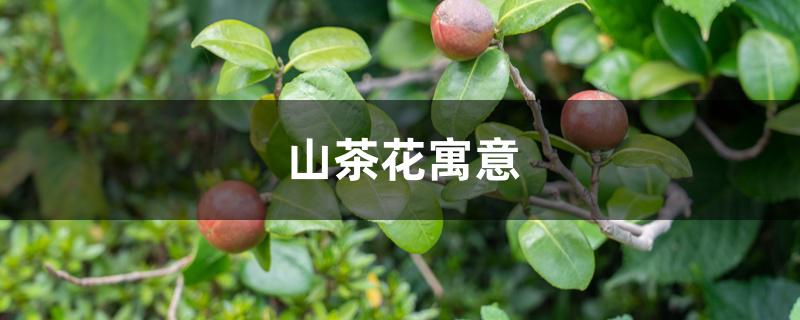 山茶花寓意，象征哪一类人