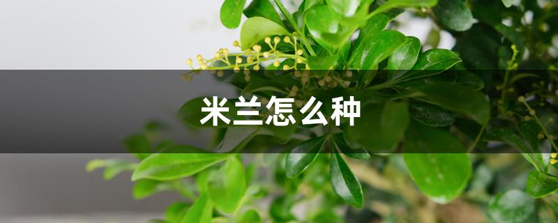 米兰怎么种，适合什么季节种植