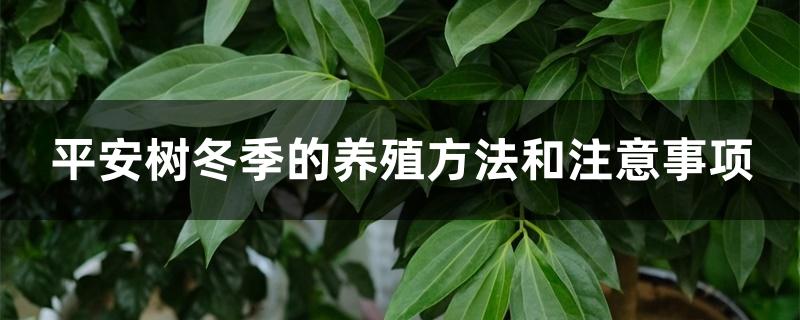 平安树冬季的养殖方法和注意事项，耐寒多少度