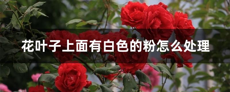 花叶子上面有白色的粉怎么处理,怎么回事 花叶子上面有白色的粉怎么处理,怎么回事