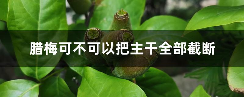 腊梅可不可以把主干全部截断，怎么让主干变粗