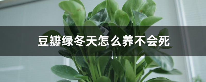 豆瓣绿冬天怎么养不会死，怕冻吗