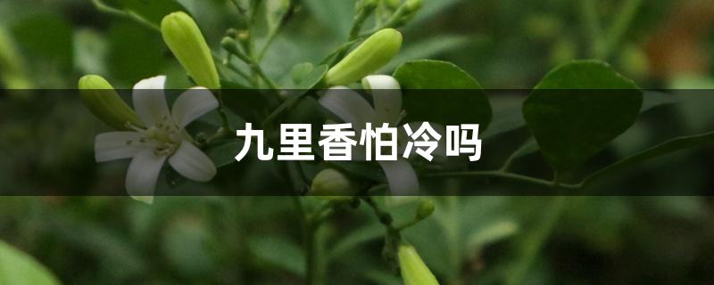 九里香怕冷吗，怎样过冬