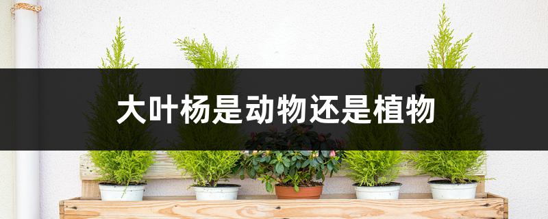 大叶杨是动物还是植物，生长习性