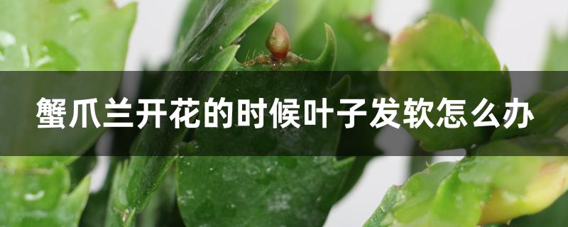 蟹爪兰开花的时候叶子发软怎么办，怎么回事