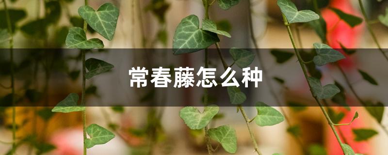 常春藤怎么种，适合养在室内吗