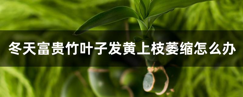 冬天富贵竹叶子发黄上枝萎缩怎么办