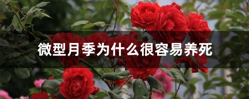 微型月季为什么很容易养死