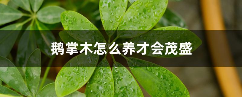 鹅掌木怎么养才会茂盛 鹅掌木怎么养才会茂盛
