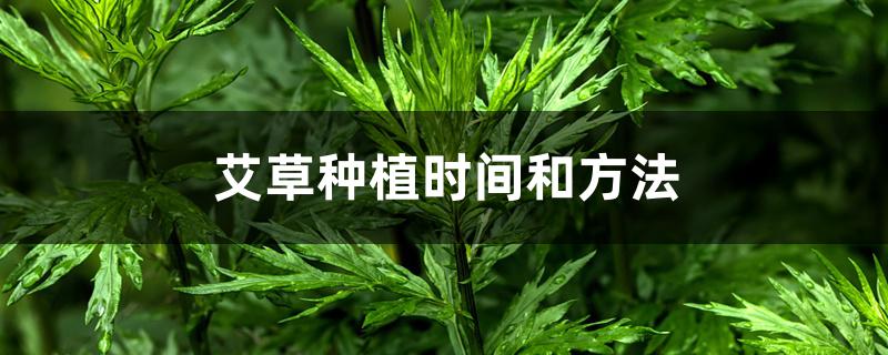 艾草种植时间和方法