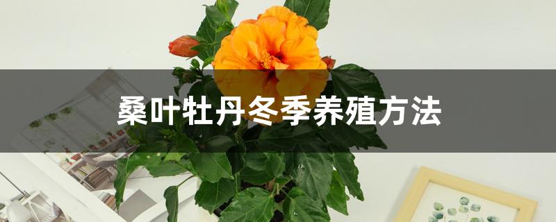 桑叶牡丹冬季养殖方法