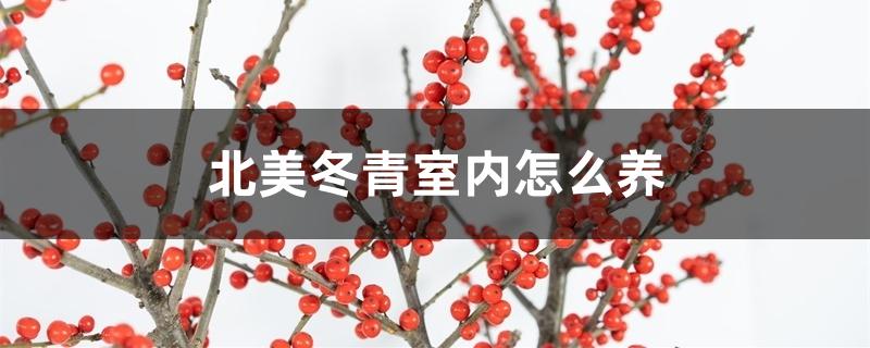 北美冬青室内怎么养