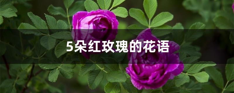 5朵红玫瑰的花语