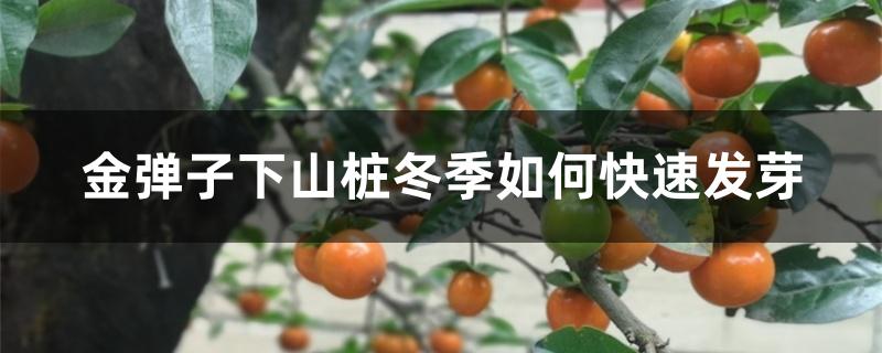 金弹子下山桩冬季如何快速发芽