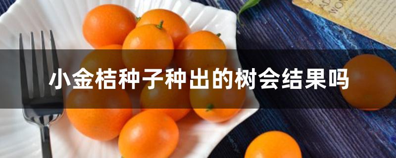 小金桔种子种出的树会结果吗