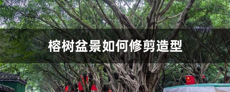 榕树盆景如何修剪造型