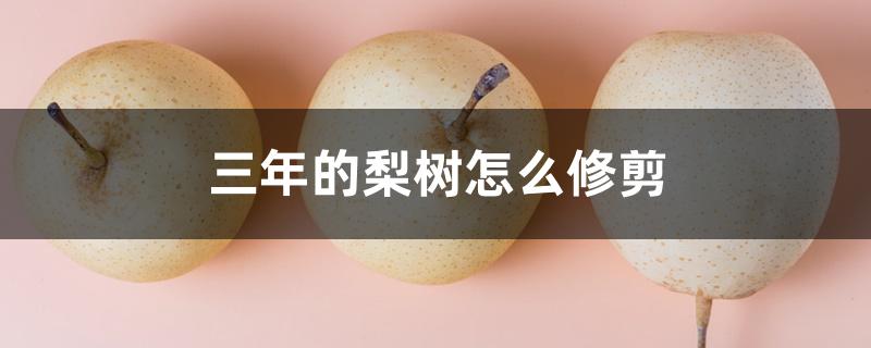 三年的梨树怎么修剪