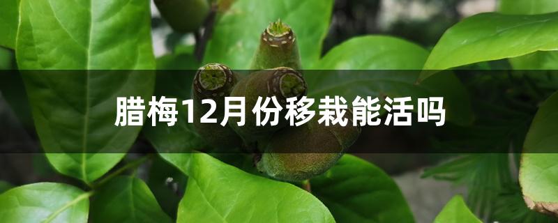 腊梅12月份移栽能活吗