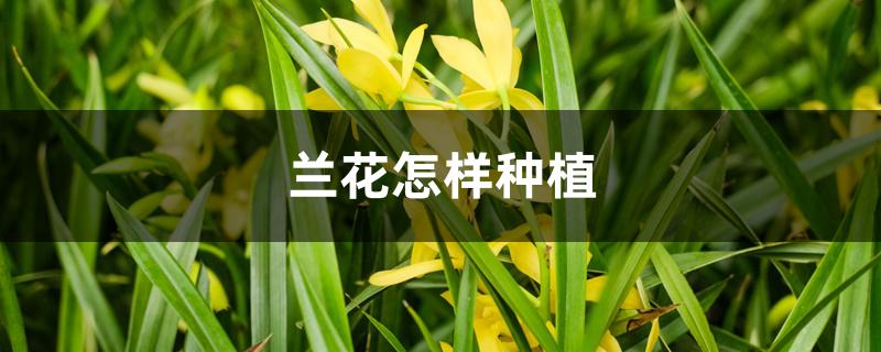 兰花怎样种植